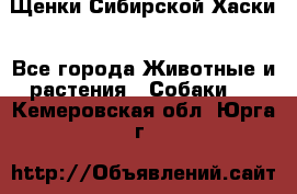 Щенки Сибирской Хаски - Все города Животные и растения » Собаки   . Кемеровская обл.,Юрга г.